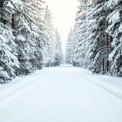 A serene winter road lined with snow-covered trees, creating a peaceful and picturesque landscape for nature lovers.