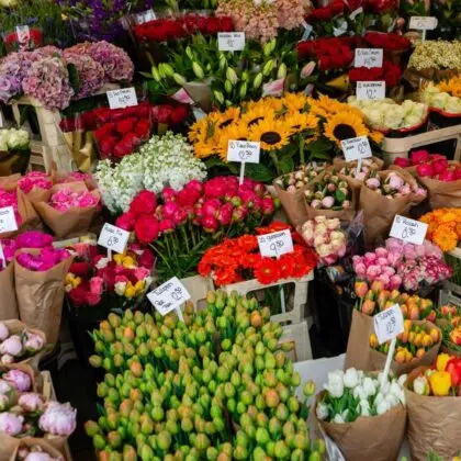 ado marche fleur hyeres