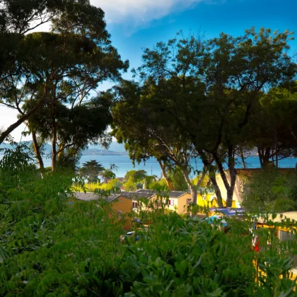 clair de lune 479A2020