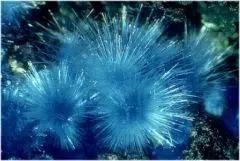 cyanotrichite s.jpg