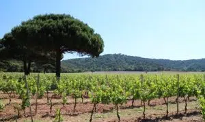 domaine vignes vignobles vins var provence porquerolle camping 300x179 1.jpg