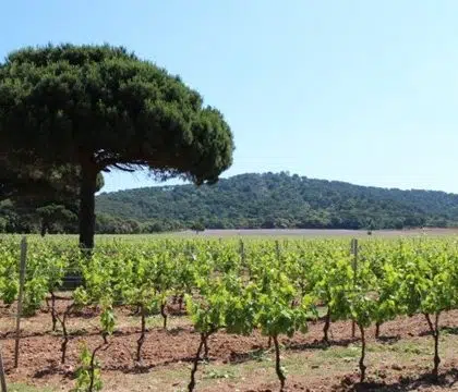 domaine vignes vignobles vins var provence porquerolle camping