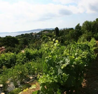 domaine vin vignoble giens var provence camping