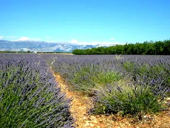 champ de lavande 1.jpg