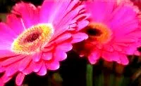 gerbera.jpg