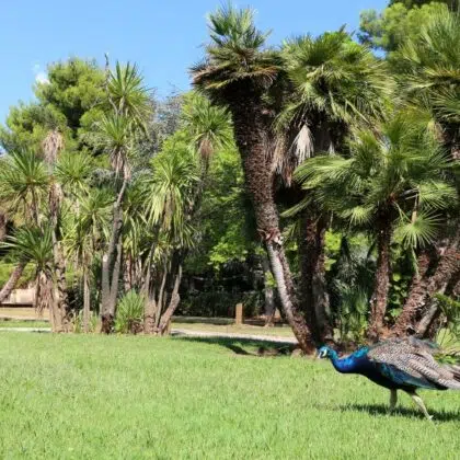 ado parc albus riquier hyeres