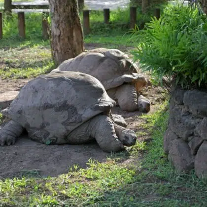 tortues